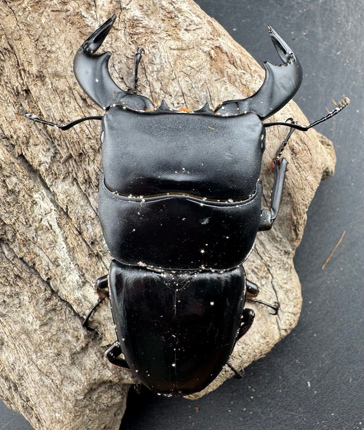 【WD】《ダイオウヒラタ 東ジャワ産 81mm ペア》