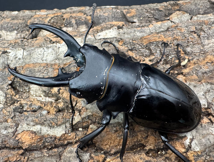 【WD】《ベリコサツヤクワガタ 86mm A’品ペア》