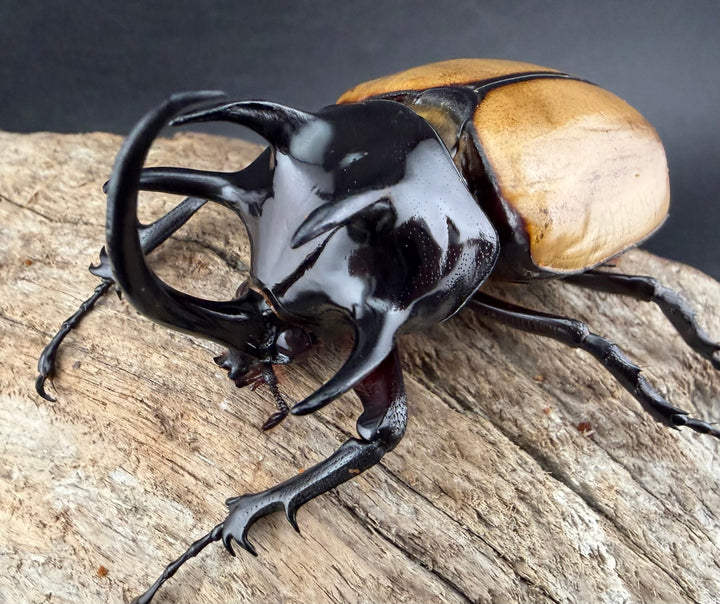 【WD】《ゴホンツノカブト原名亜種 タイ産 83mm ペア》