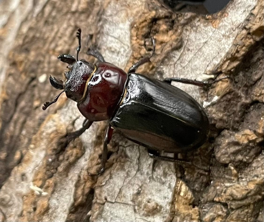 《ミクラミヤマ 神津島産 Free ペア》