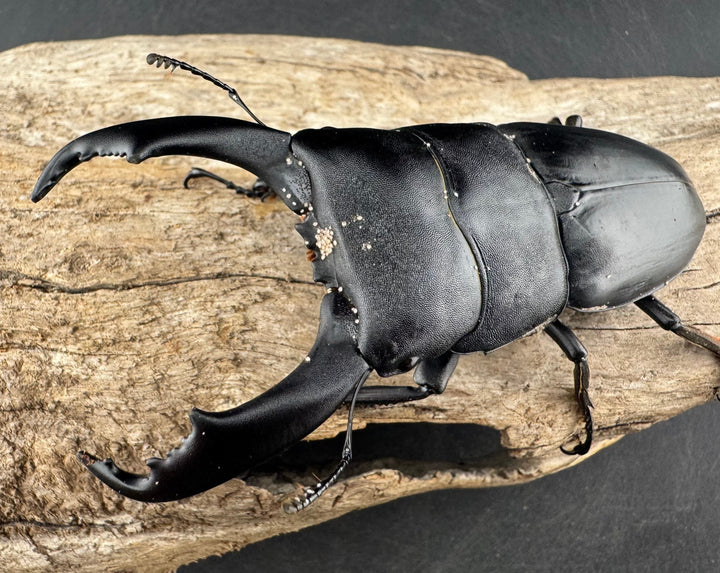 【WD】《ブルーダンヒラタクワガタ 90mm ペア》