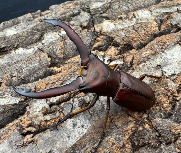 【WD】《ギラファホソアカクワガタ 59mm ペア》