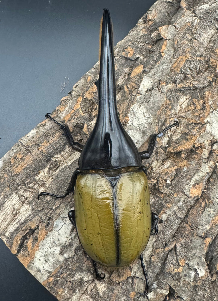 《ヘラクレス・ヘラクレス 143mm ペア》