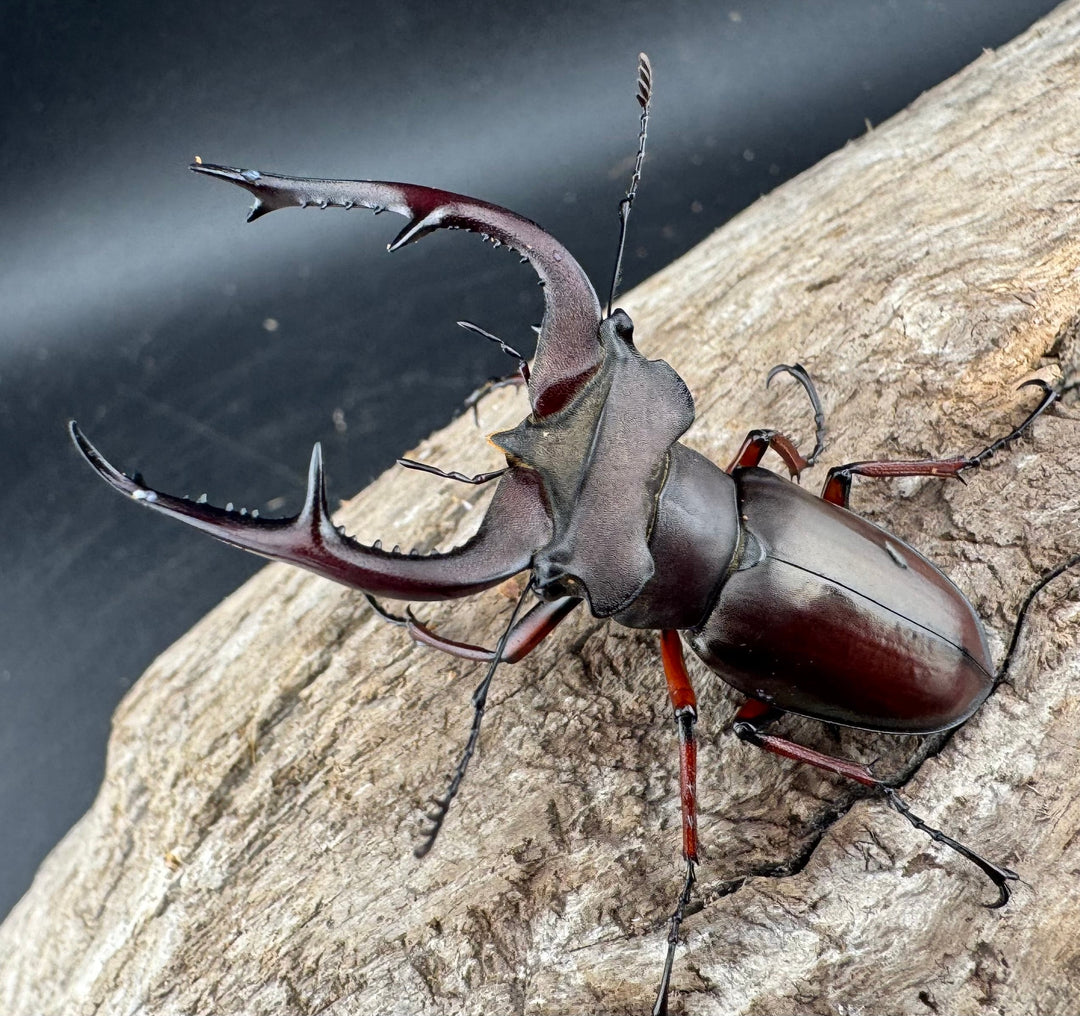 【WD】貴重産地《ブリヴィオミヤマ 56mm ペア》