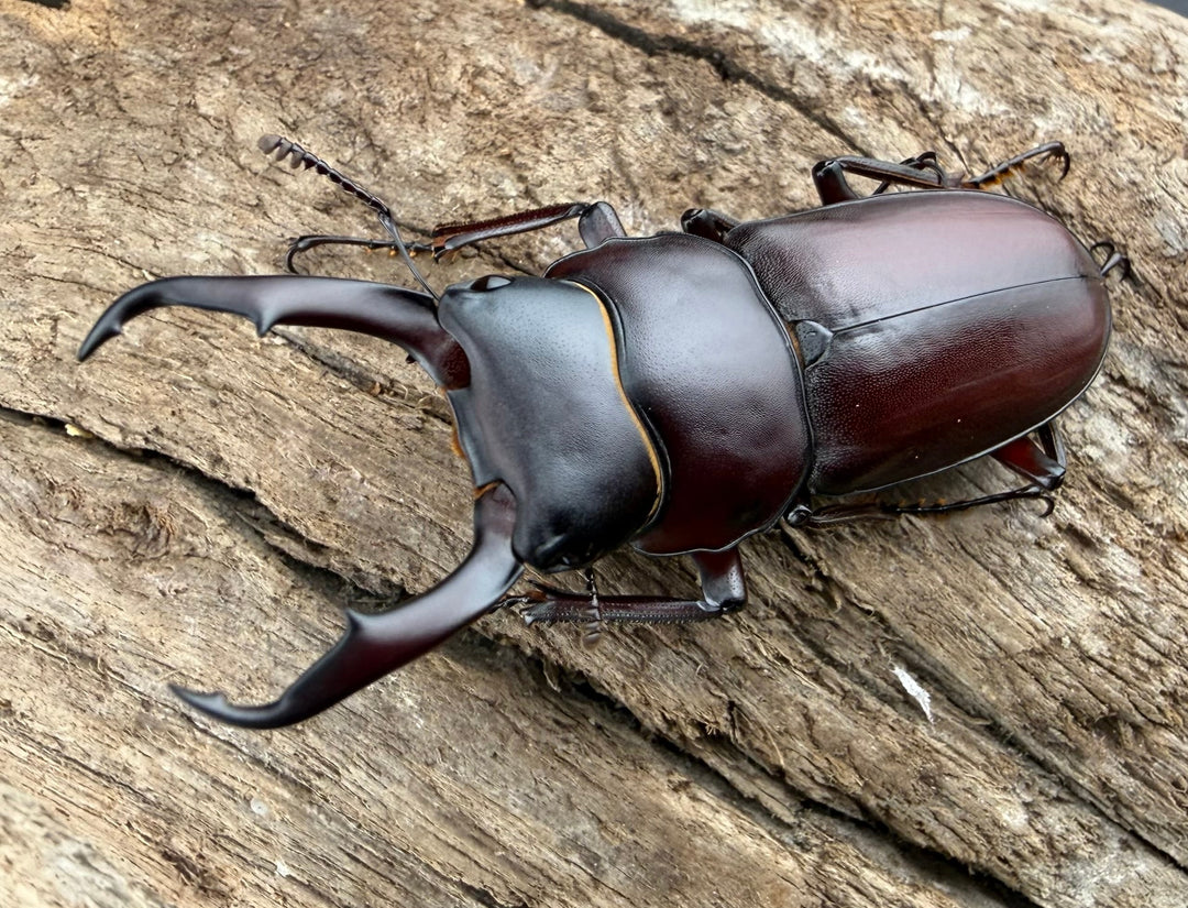 《ミシマコクワガタ 硫黄島産 47mm ♂♀♀トリオ》