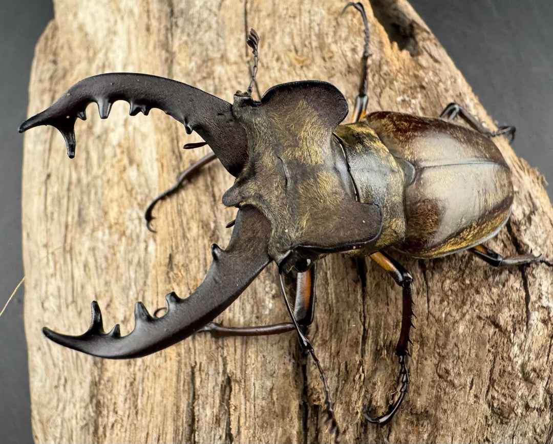 【WD】《ミヤマクワガタ 胆振地方産 67mm ペア》