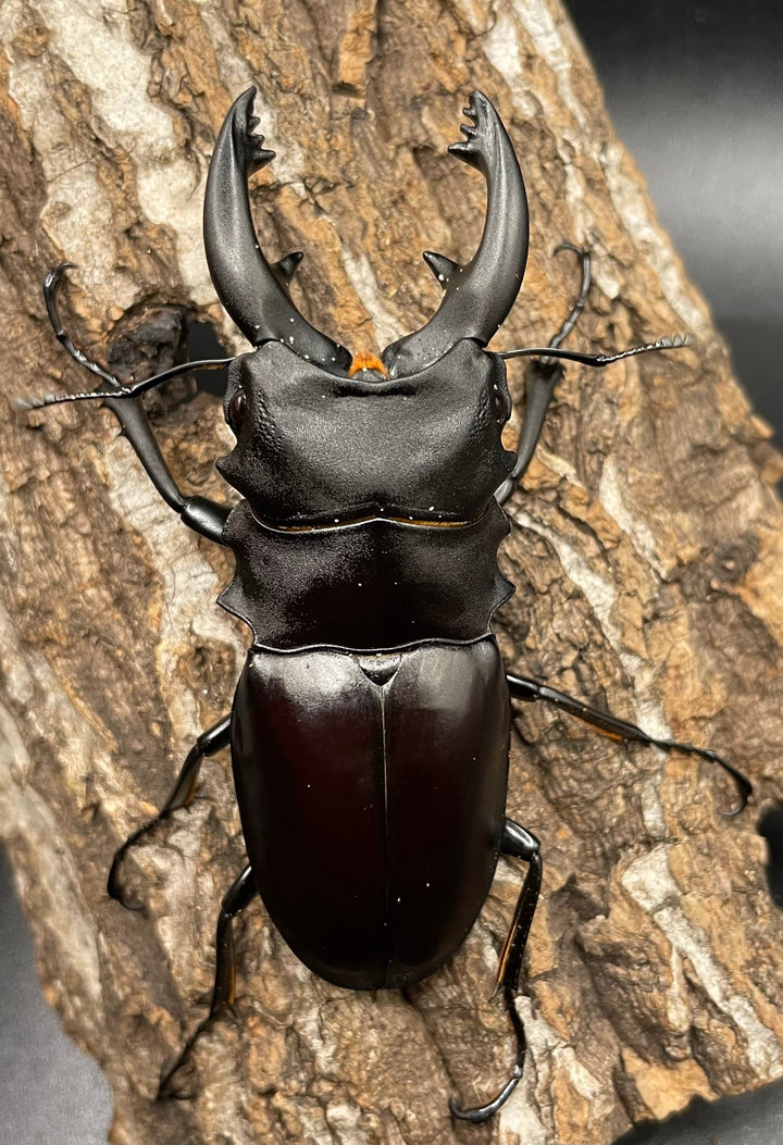 【WD】《アルケスツヤクワガタ 81mm A’品ペア》