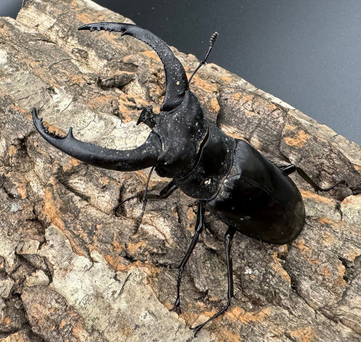 【WD】《リノケロスフタマタクワガタ 80mm ペア》