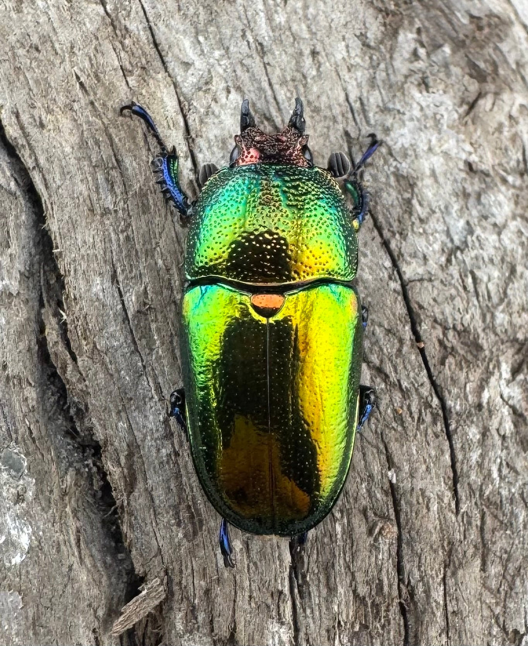 【WD】《パプアキンイロクワガタ アルファック産 38.5mm ペア》