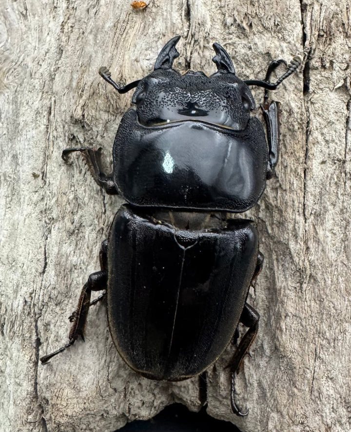 《スマトラオオヒラタ アチェ産 100mm ペア》inohiro109氏ブリード個体