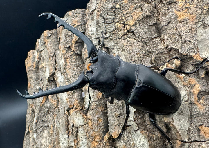 即ブリ《ギラファノコギリ亜種ケイスケ 87.5mm ペア》