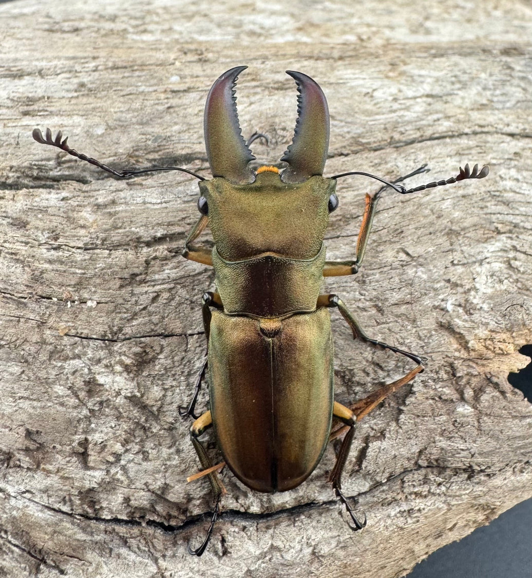 【WF1】《トゥルンカートスホソアカ 39mm ♂単》