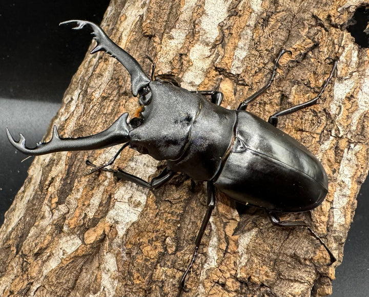 【WD】《ギラファノコギリ亜種ボロブドゥール 83.5mm ペア》