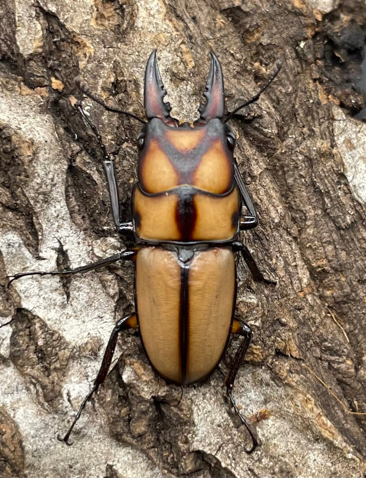 【WD】《スツラリスノコギリクワガタ 28.5mm B品ペア》