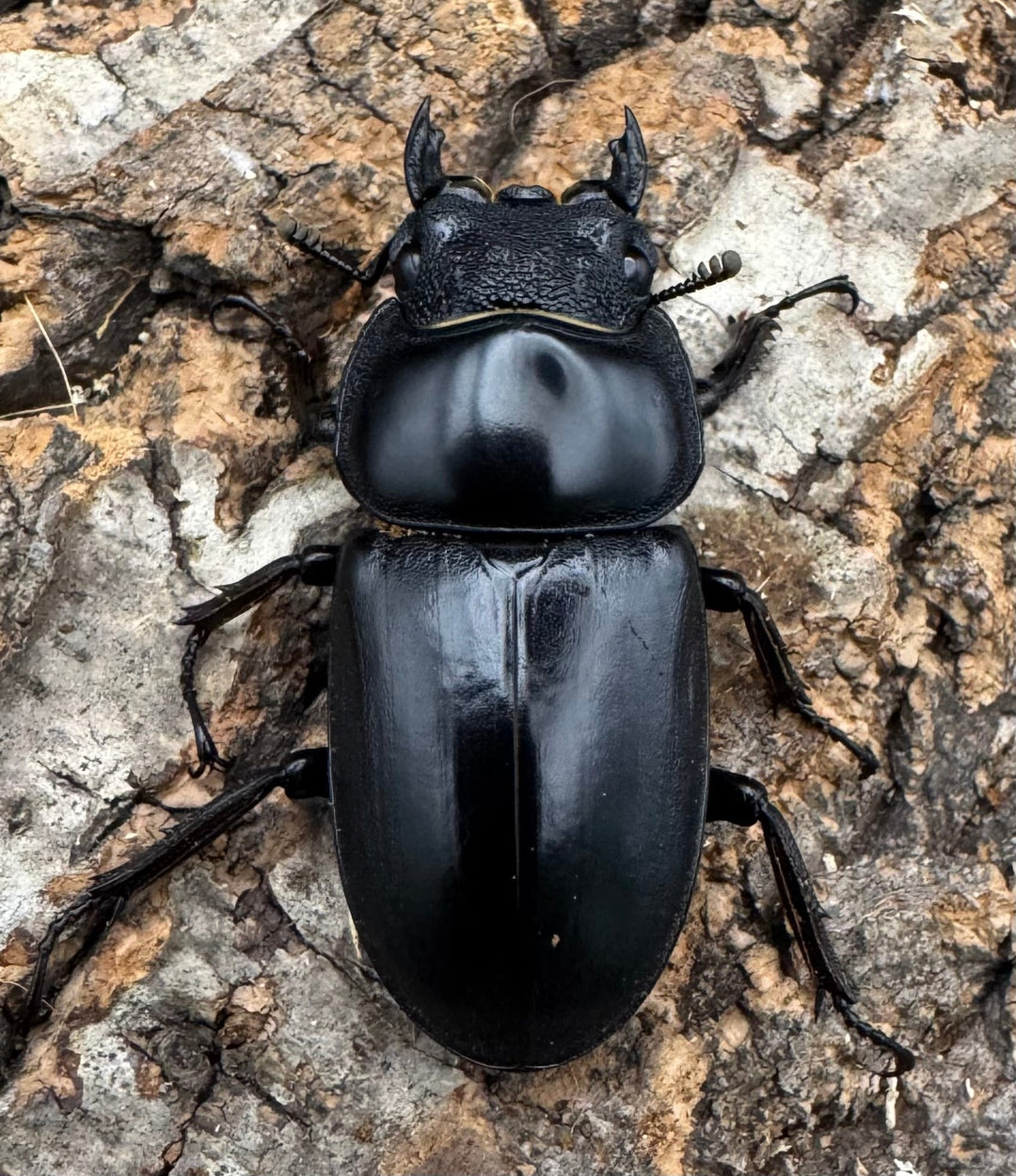 【WF1】《マレーアンタエウス ケランタン産 73mm ペア》