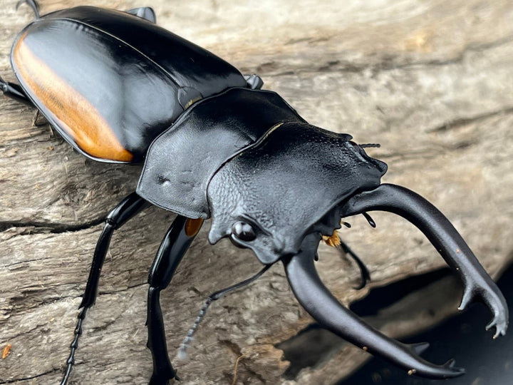 【WD】《スティーブンスツヤ亜種mamaesaensis 71.5mm ペア》