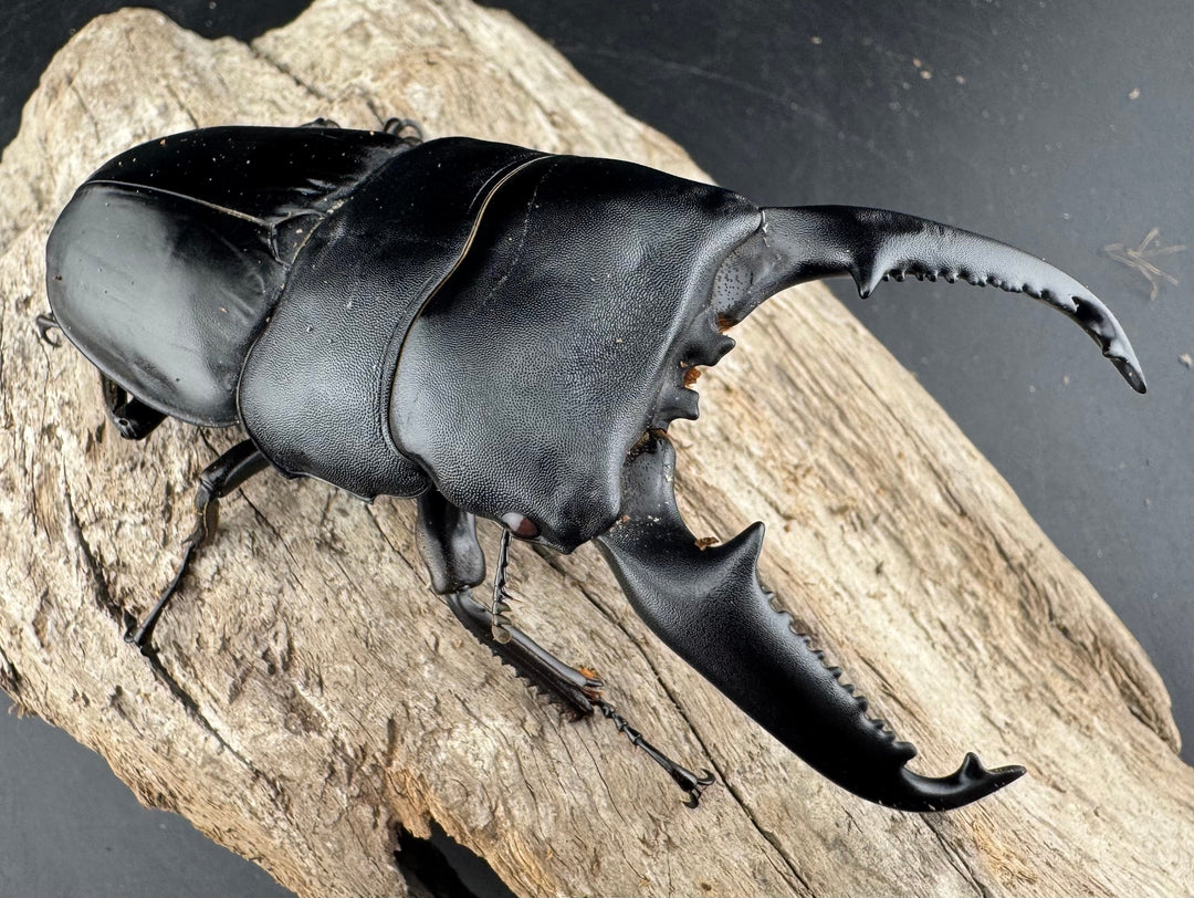 【赤目】《パラワンオオヒラタクワガタ レッドアイ 98mm ペア》