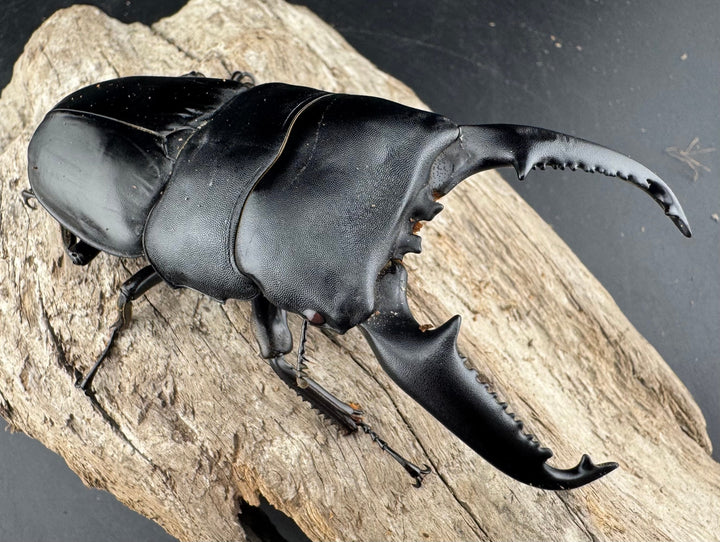 【赤目】《パラワンオオヒラタクワガタ レッドアイ 98mm ペア》