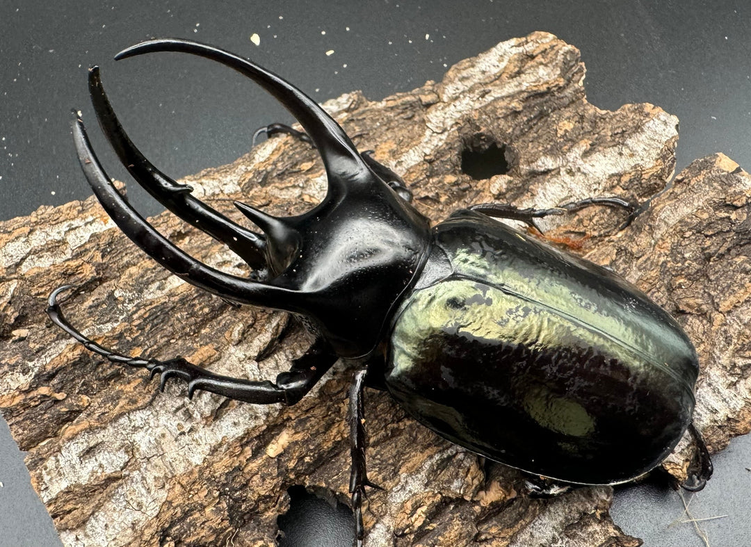 【WD】《スマトラコーカサスオオカブト 104mm ペア》