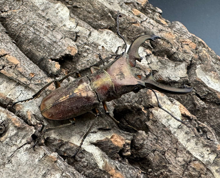 【WD】《ズベールホソアカ カタンドゥアネス産 43mm ペア》