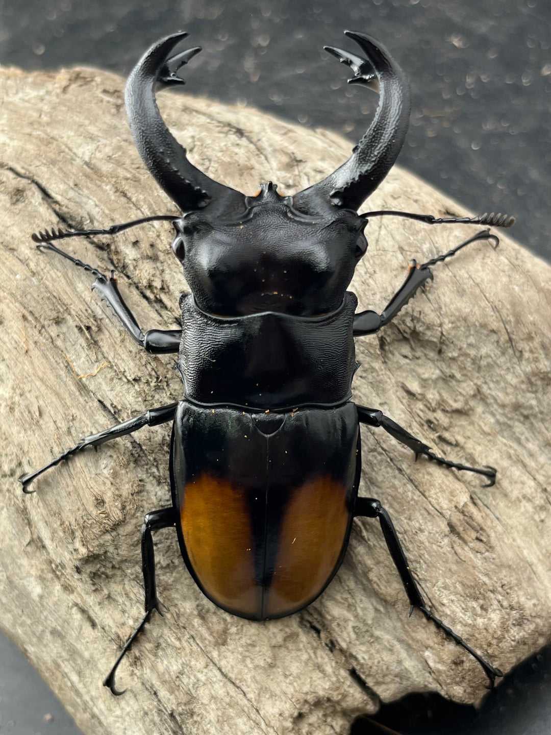 【WD】《セアカフタマタ（パリーフタマタ） 84.5mm ペア》