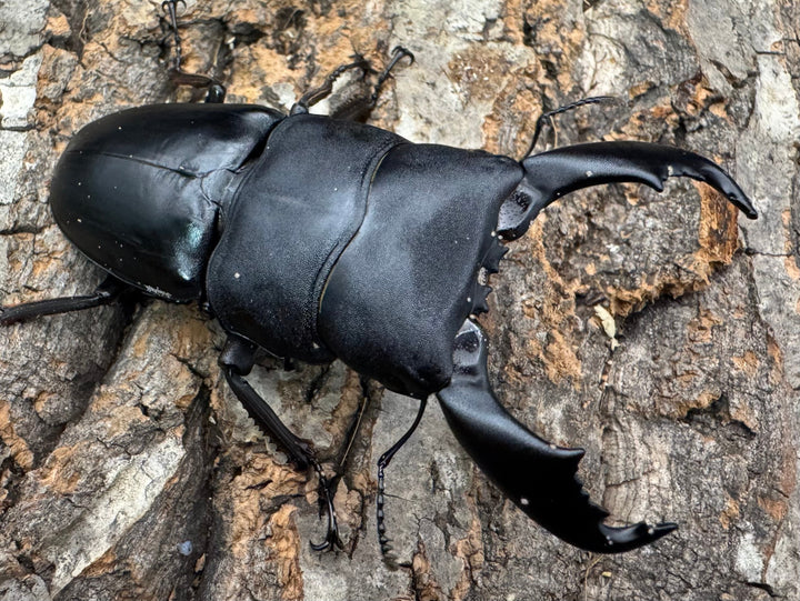 【WD】《西ペレンオオヒラタ（スラウェシオオヒラタクワガタ） 80mm ペア》