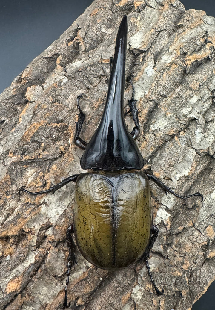 《ヘラクレス・ヘラクレス 146mm ペア》