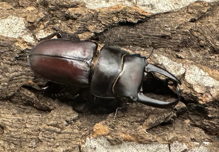 《セグーコクワ ペア》