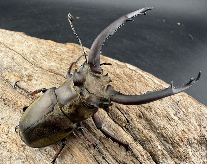 【WD】《ビタリスミヤマクワガタ 71mm ペア》