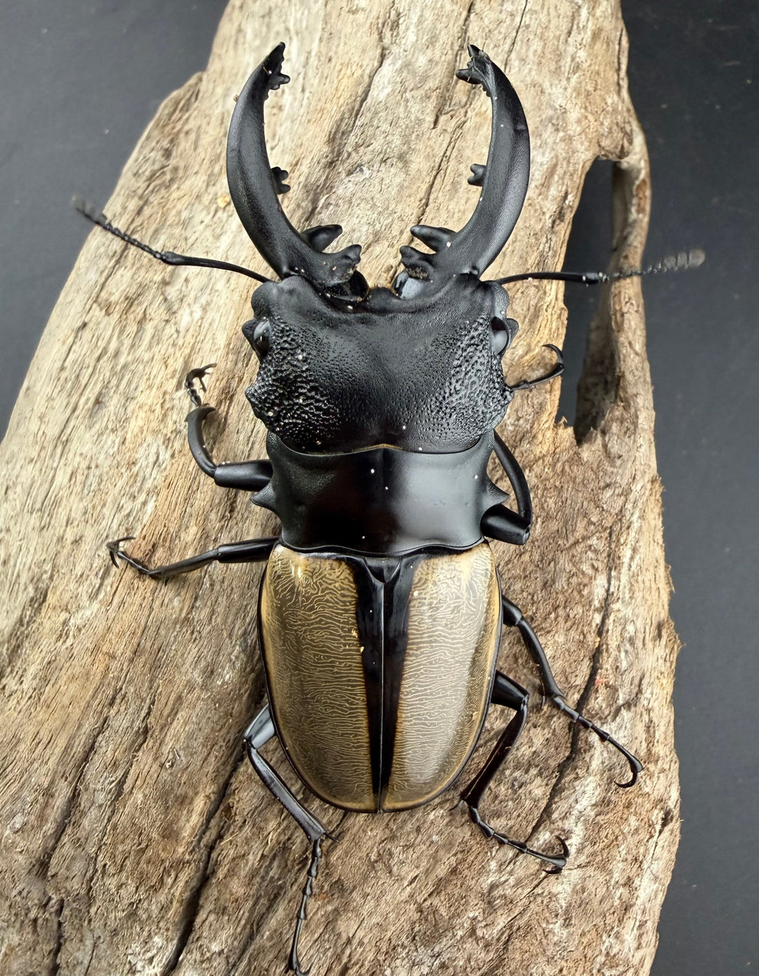 【WD】《ルデキンツヤクワガタ 74mm ペア》