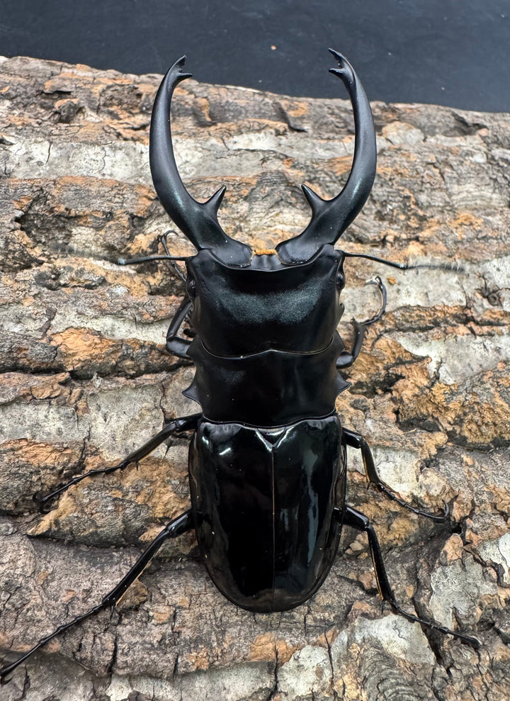 【WD】《インターメディアツヤクワガタ ネグロス産 97.5mm ペア》