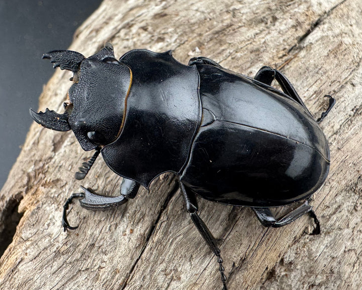 【WD】《インターメディアツヤクワガタ 48.5mm ♀単》