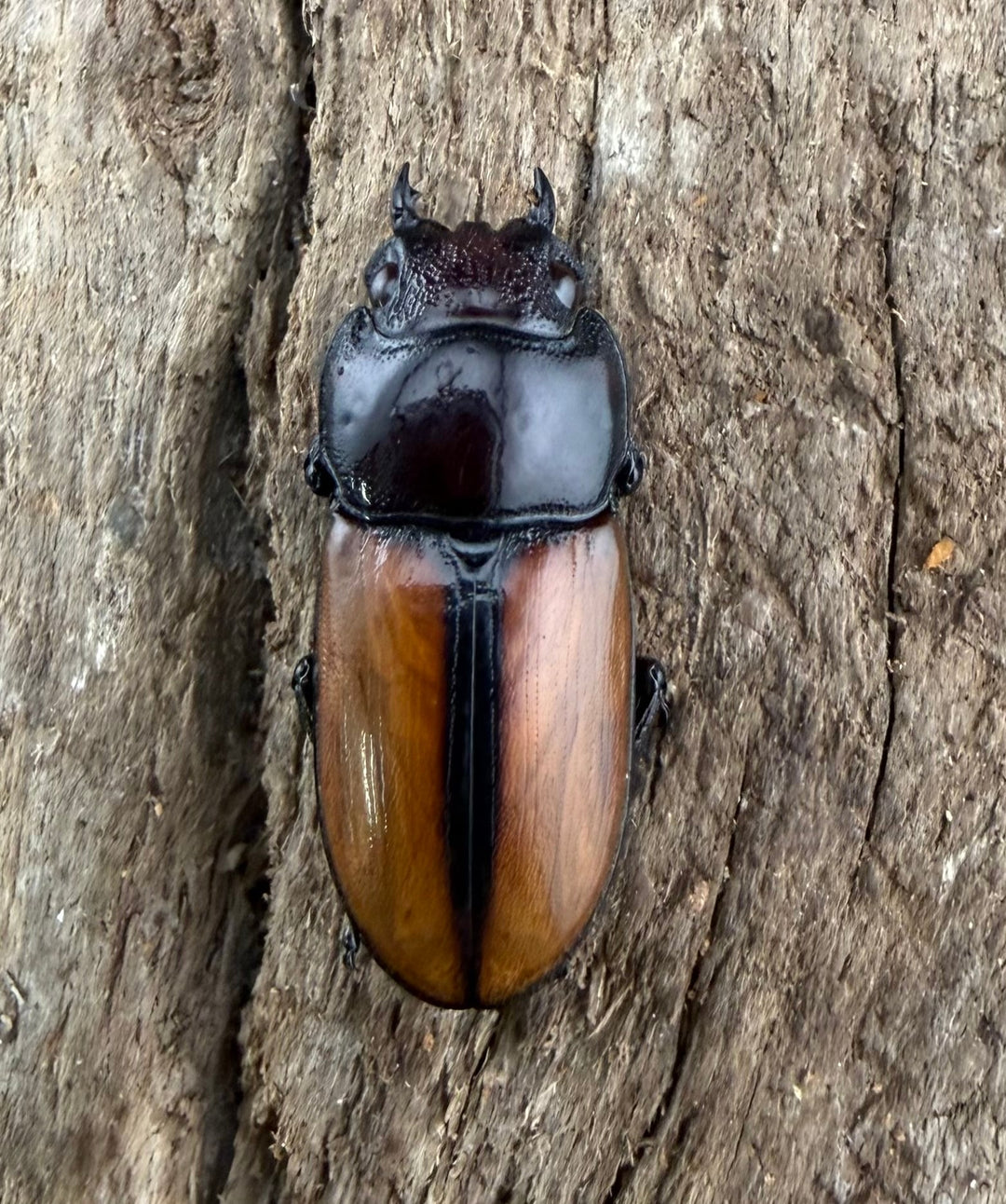 【WD】《ブルイジンノコギリ ペレン島産 41mm ペア》