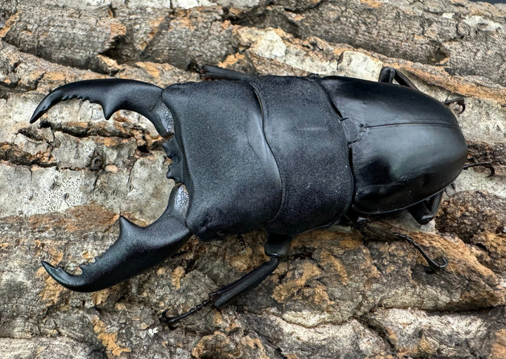 【WF1】即ブリ《マリンドッケヒラタ 89mm ペア》