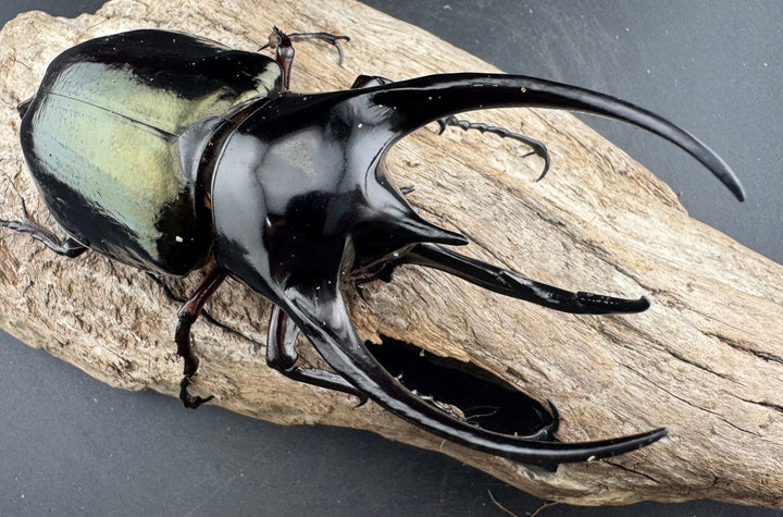 【WD】《ジャワコーカサスオオカブト 112mm ペア》