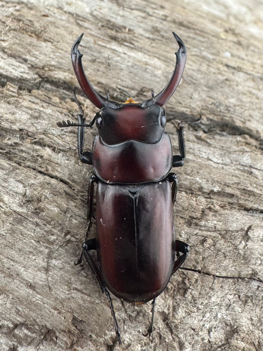 【WD】《モーレンカンプコクワ亜種bomansi 30.5mm ♂♀♀トリオ》