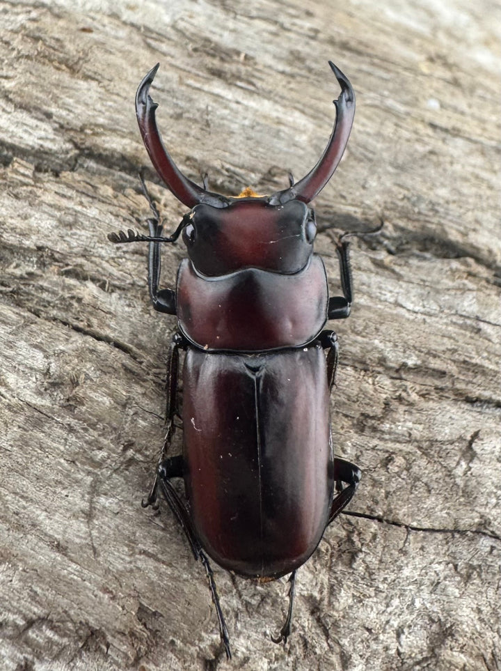 【WD】《モーレンカンプコクワ亜種bomansi 30.5mm ♂♀♀トリオ》