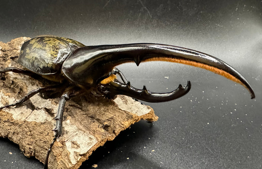 《ヘラクレス・ヘラクレス 148mm ペア》