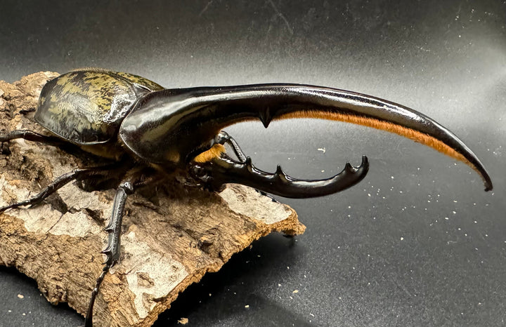 《ヘラクレス・ヘラクレス 148mm ペア》