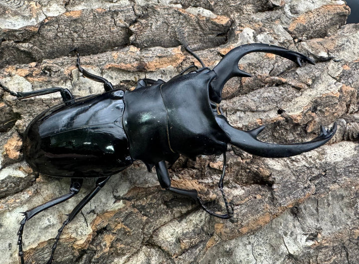 【WD】《インターメディアツヤクワガタ 94mm ペア》