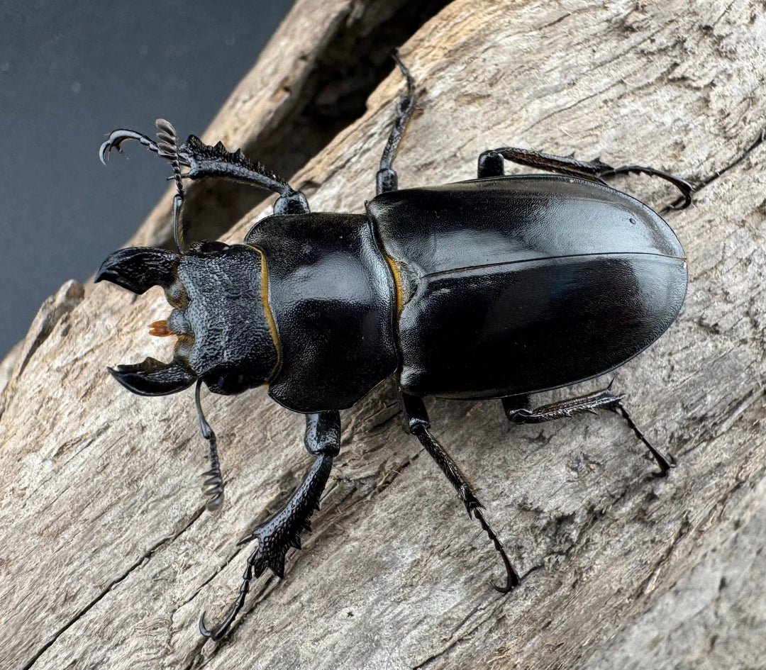 【WD】《ツェンワンラオシャンミヤマ 45.5mm ペア》