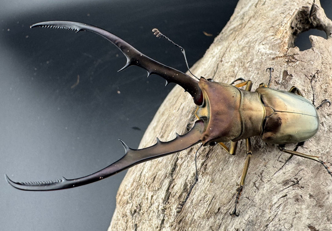 【WD】《メタリフェルホソアカ亜種finae 85mm ペア》