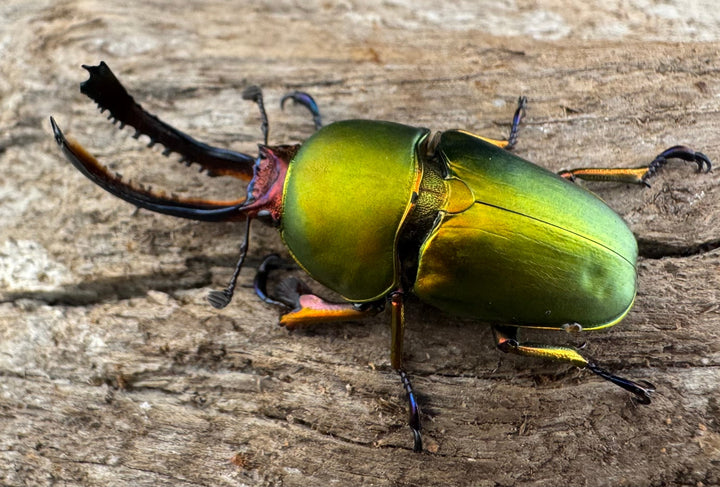 【WD】《パプアキンイロクワガタ アルファック産 40mm ペア》