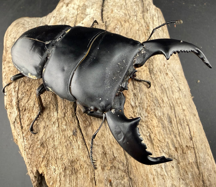 【WD】《スマトラオオヒラタ アチェ産 90.5mm ペア》