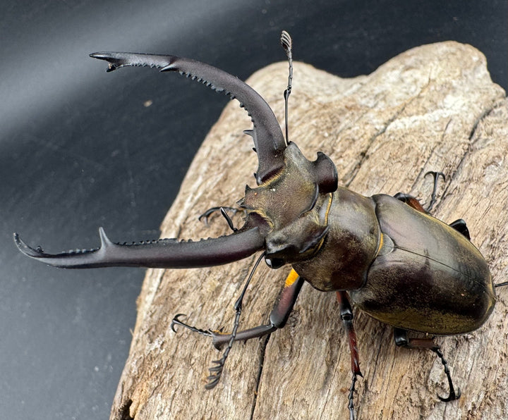 【WD】《ビタリスミヤマクワガタ 71mm ペア》