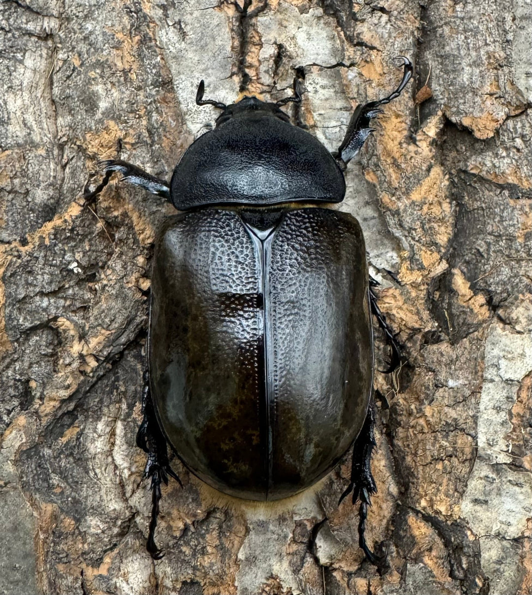 《マヤシロカブト 72mm ペア》