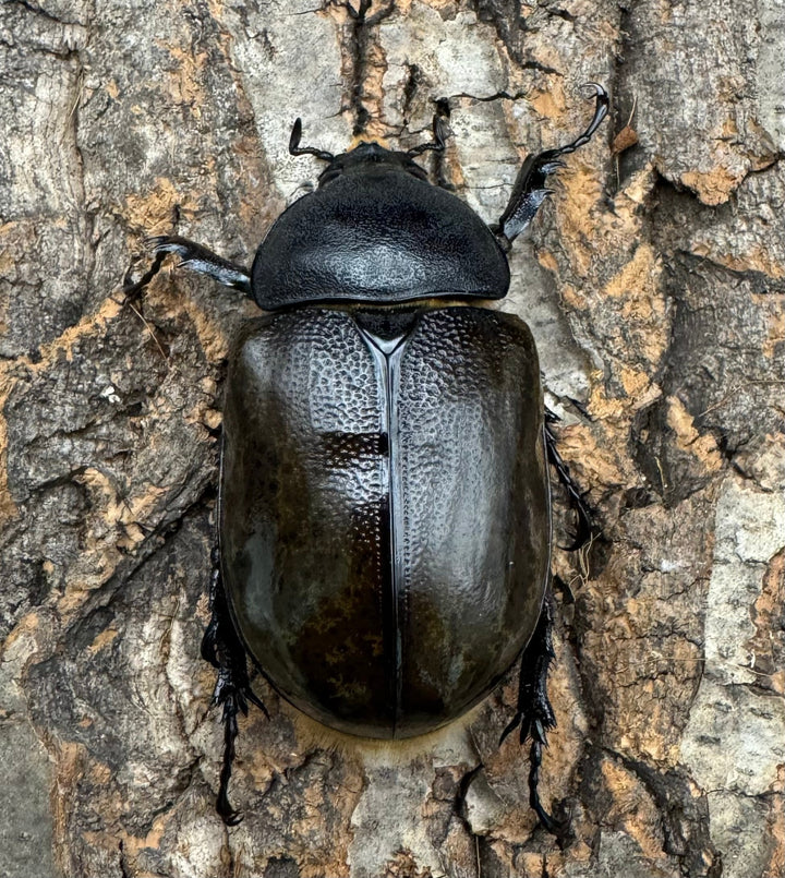 《マヤシロカブト 72mm ペア》