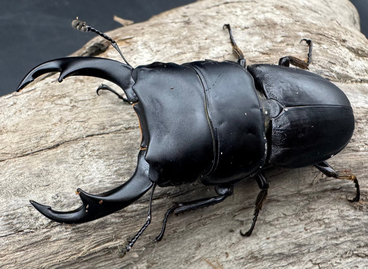 【WD】《パリーオオクワ ベンクール産 63mm ペア》