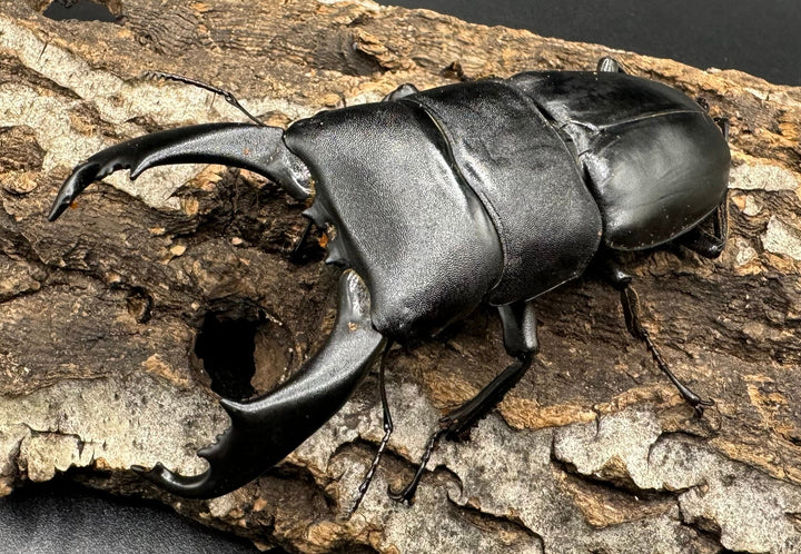 【WD】大型《ネバービスカヤヒラタ（カヤパヒラタ） 83mm ペア》