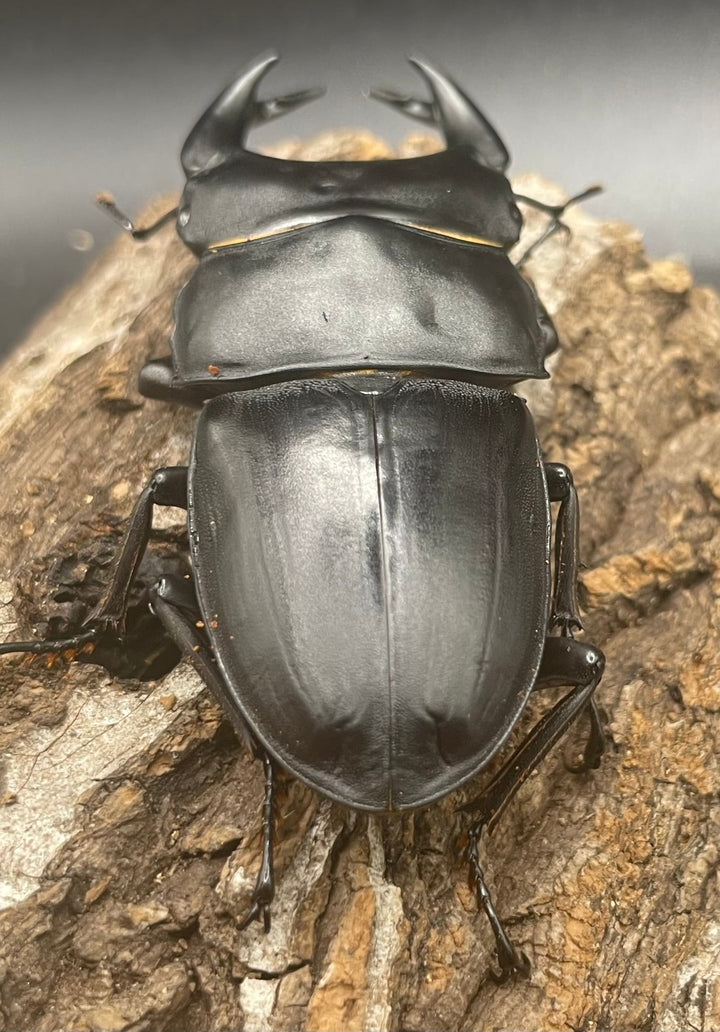 《ホペイオオクワガタ G70血統 74mm ペア》